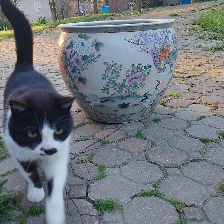 Domek Bialojany Dış mekan fotoğraf