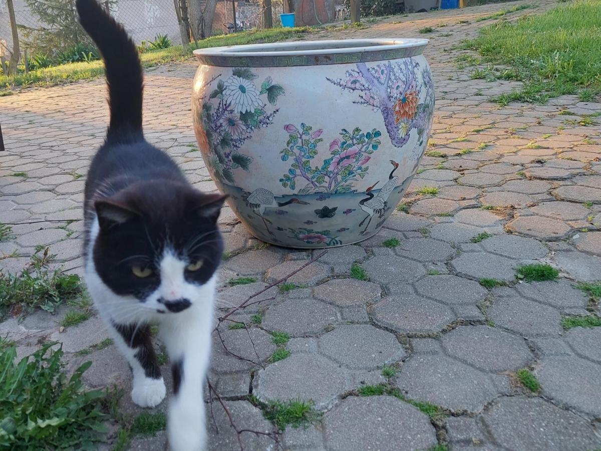 Domek Bialojany Dış mekan fotoğraf